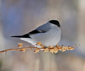 Зана (Бор зана)